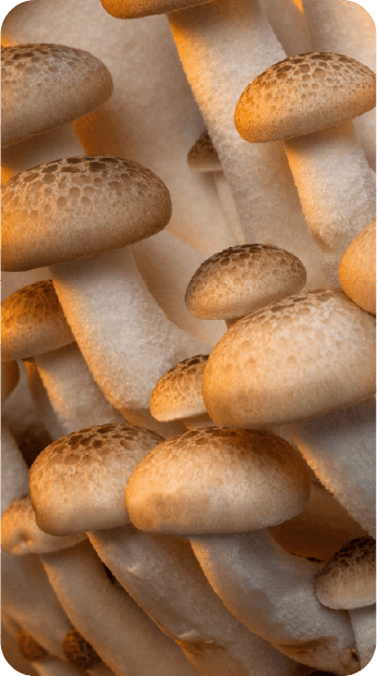 Capella Mushroom Types